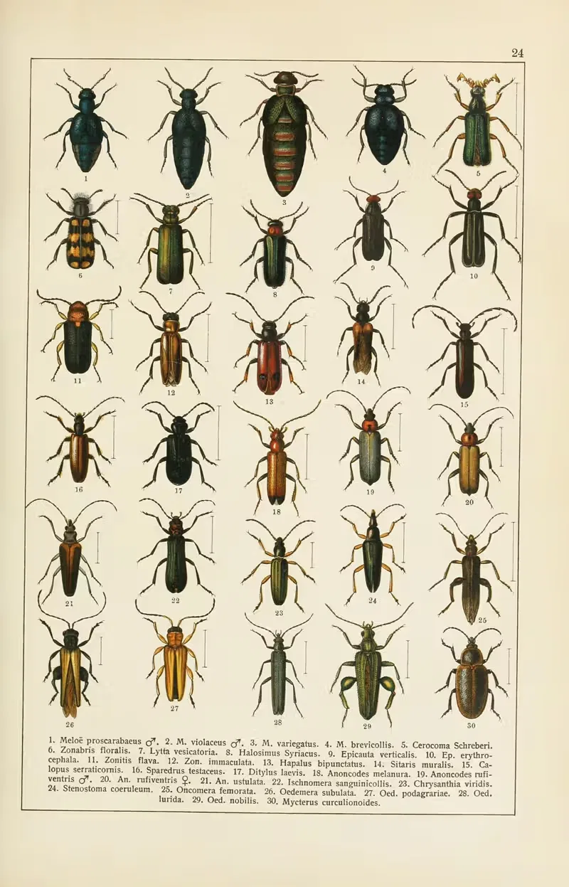 Calwers Käferbuch Pl.04 — Carl Gustav Calwer