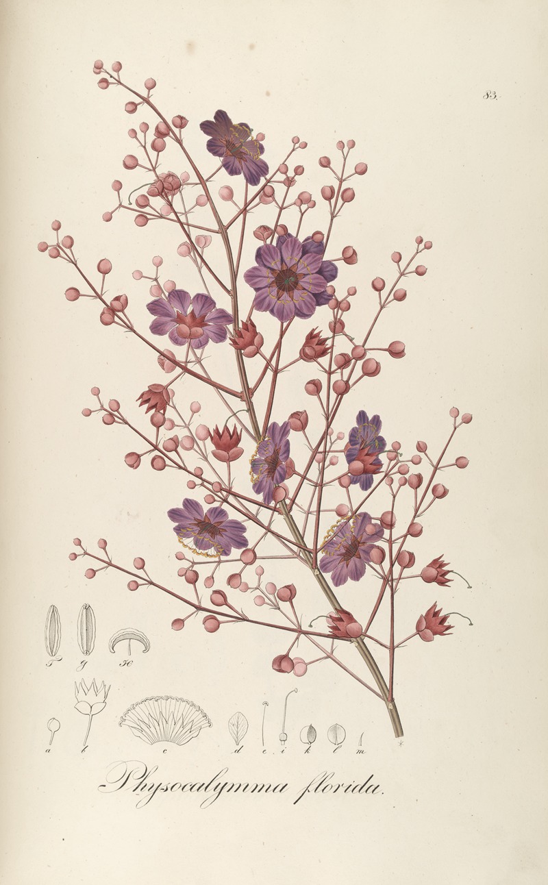 Physocalymma florida by Johann Baptist Emanuel Pohl, 1827 — digital art print download