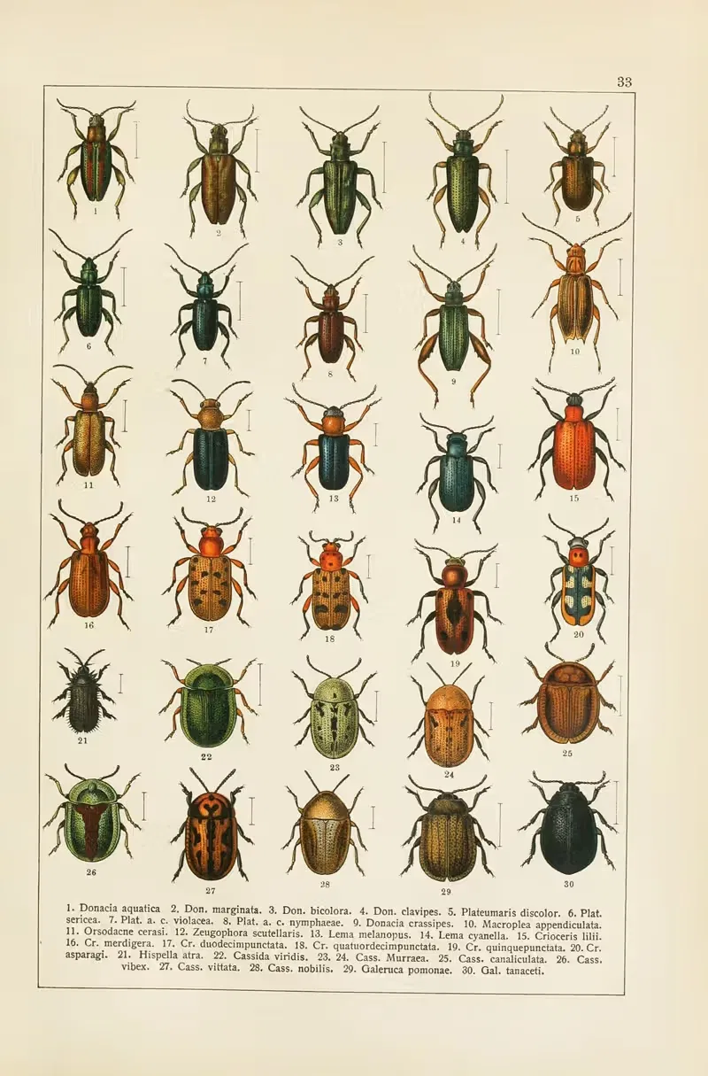 Calwers Käferbuch Pl.13 — Carl Gustav Calwer