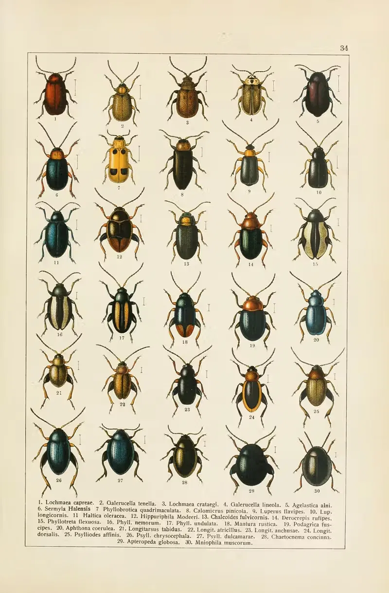 Calwers Käferbuch Pl.14 — Carl Gustav Calwer