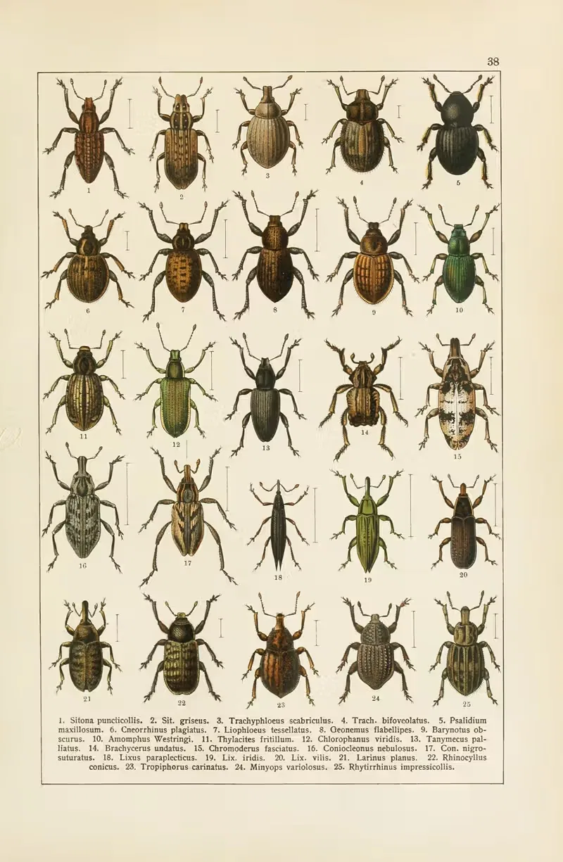 Calwers Käferbuch Pl.18 — Carl Gustav Calwer