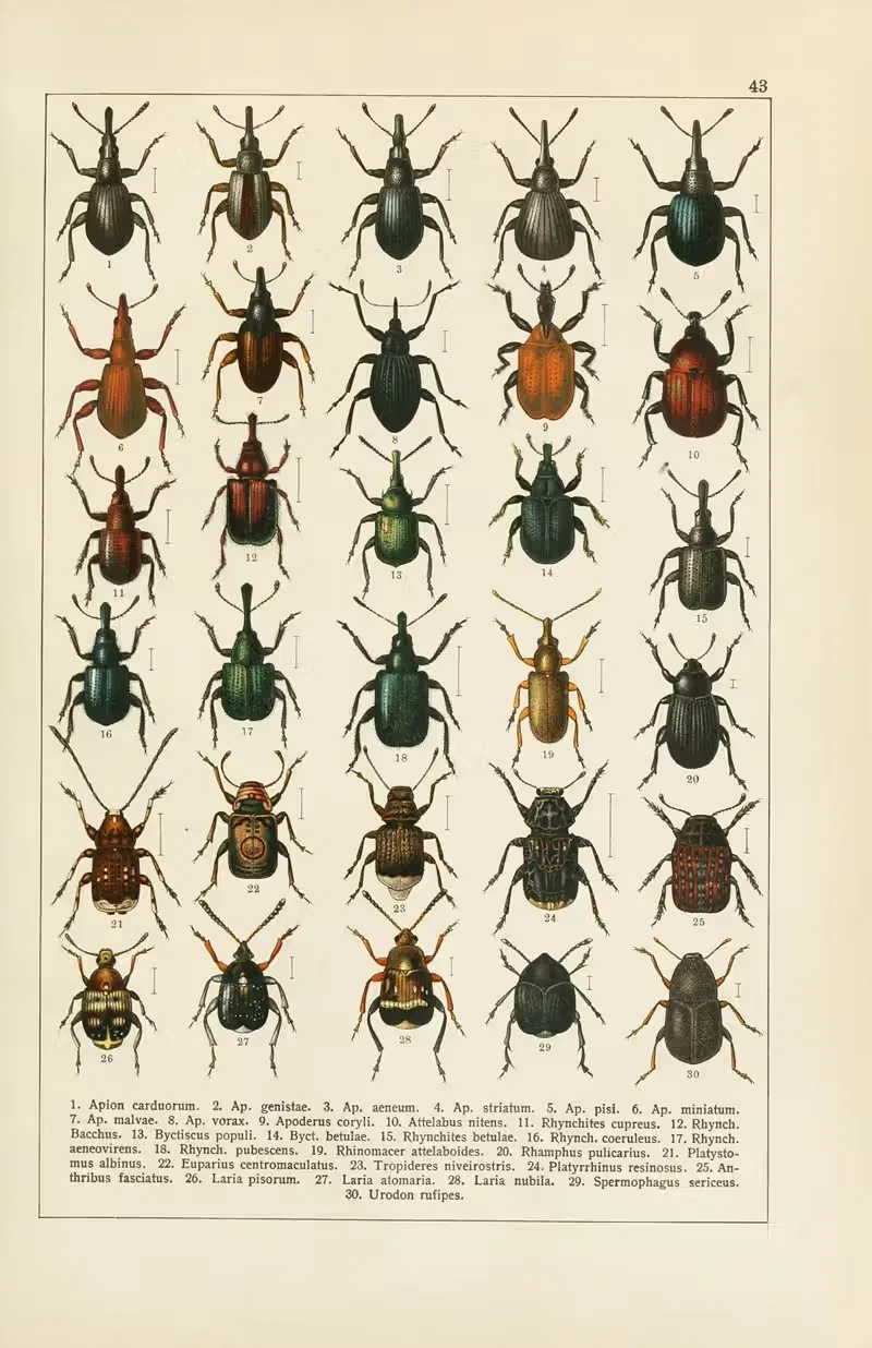 Calwers Käferbuch Pl.23 — Carl Gustav Calwer
