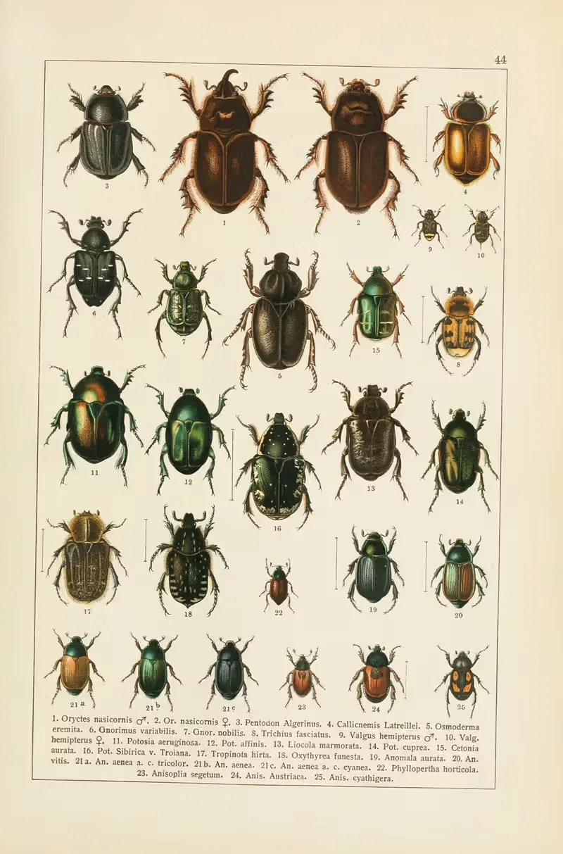 Calwers Käferbuch Pl.24 — Carl Gustav Calwer