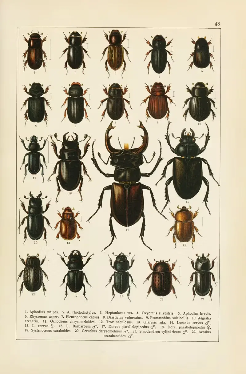 Calwers Käferbuch Pl.28 — Carl Gustav Calwer