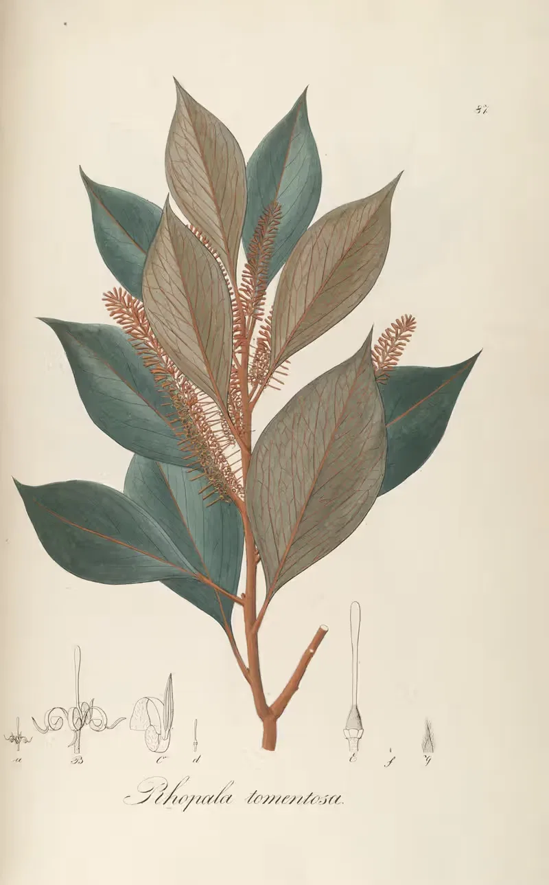 Roupala tomentosa by Johann Baptist Emanuel Pohl, 1827 — digital art print download