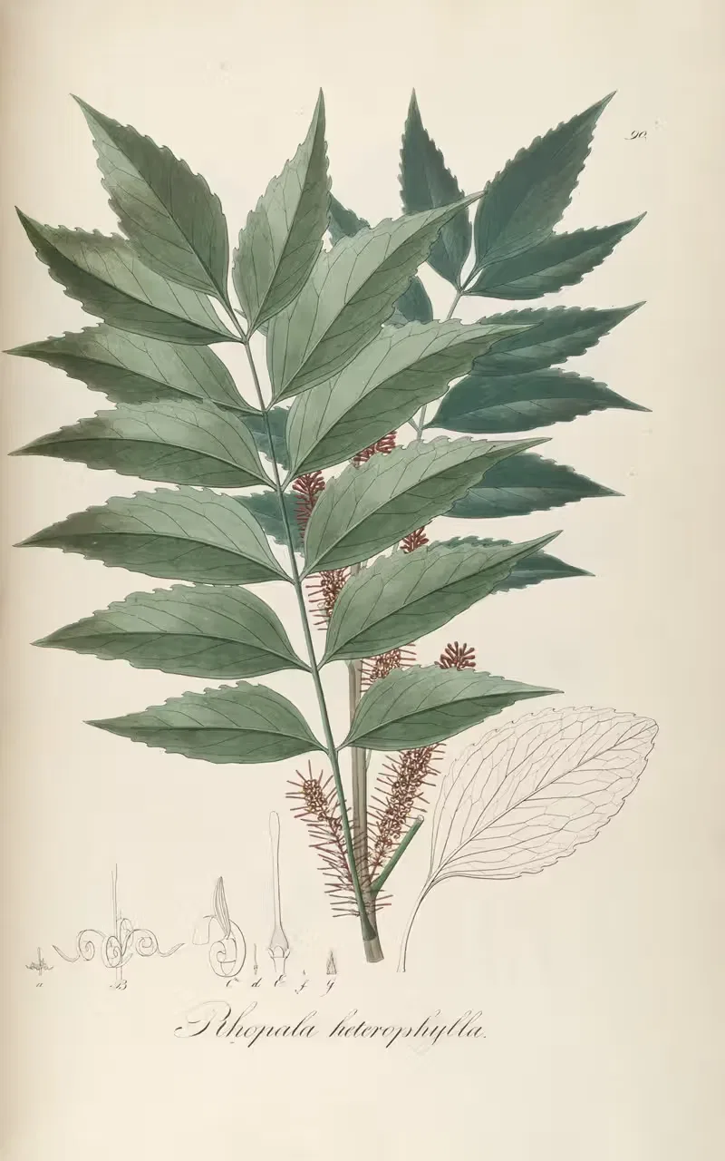 Roupala heterophylla by Johann Baptist Emanuel Pohl, 1827 — digital art print download