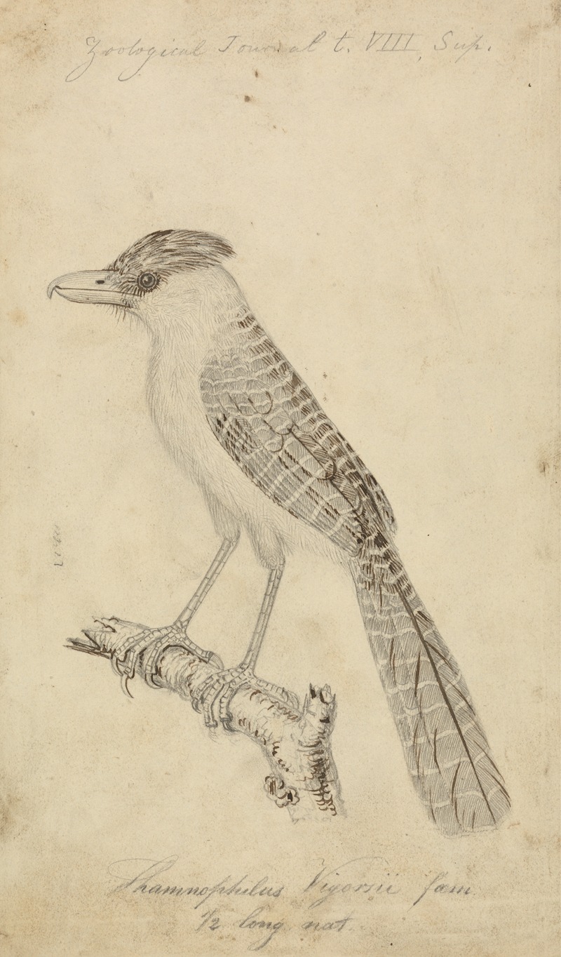 Giant Antshrike by James de Carle Sowerby, 1825 — digital art print download