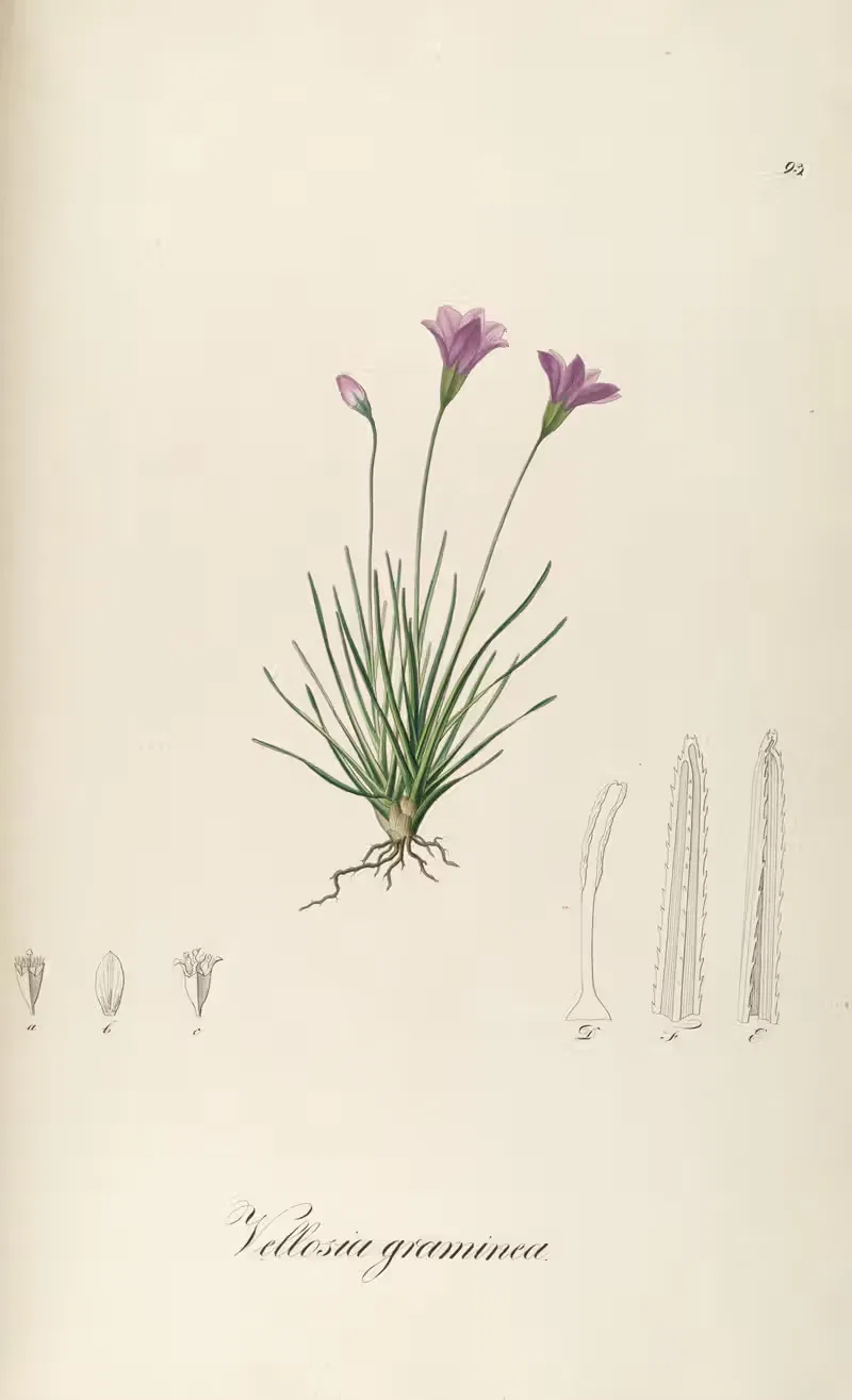 Vellozia graminea by Johann Baptist Emanuel Pohl, 1827 — digital art print download