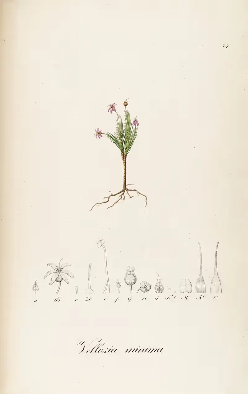 Vellozia minima by Johann Baptist Emanuel Pohl, 1827 — digital art print download