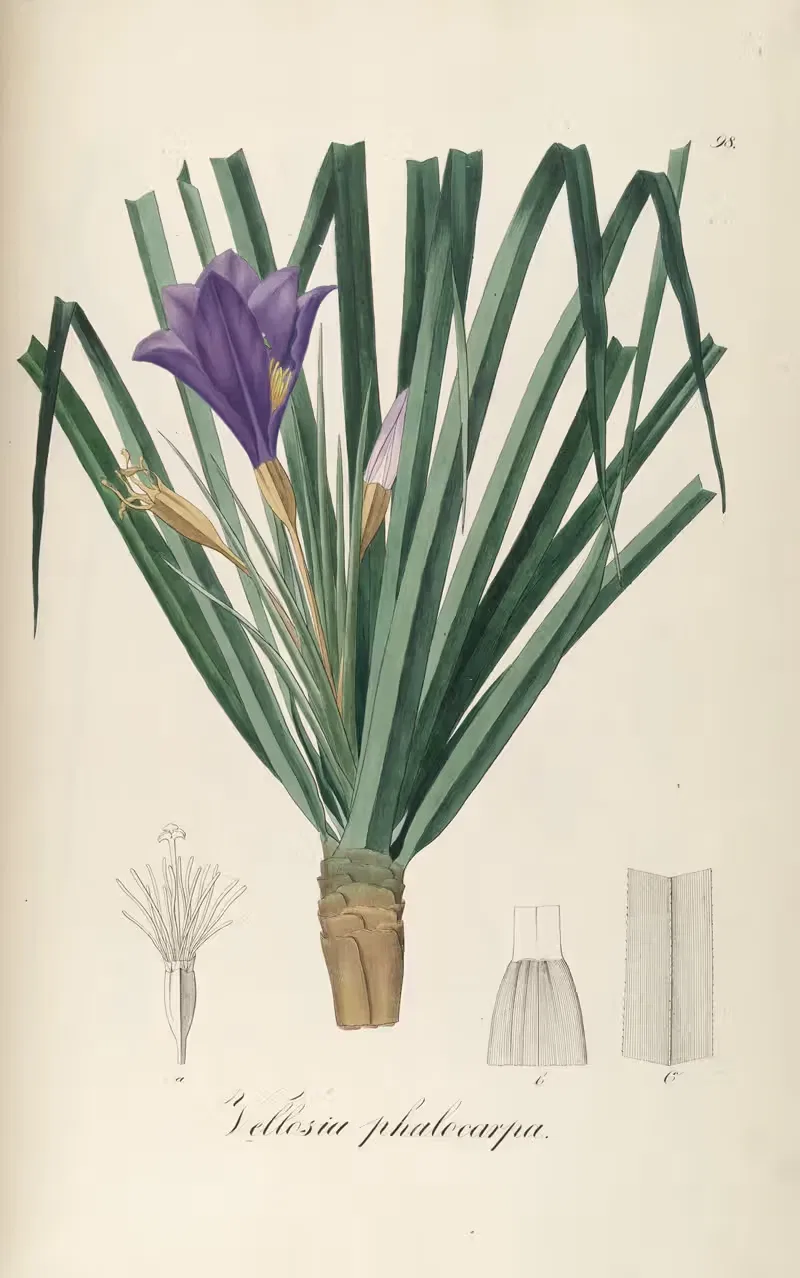 Vellozia phalocarpa by Johann Baptist Emanuel Pohl, 1827 — digital art print download
