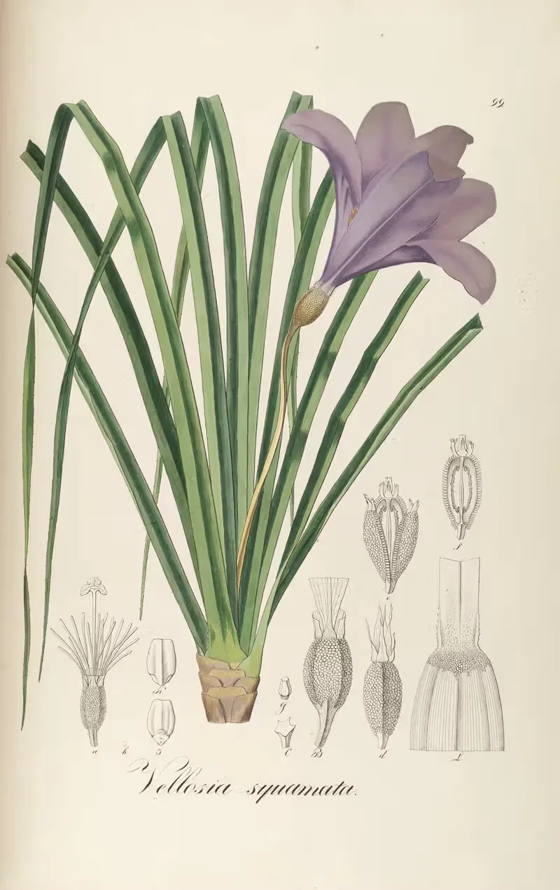 Vellozia squamata by Johann Baptist Emanuel Pohl, 1827 — digital art print download
