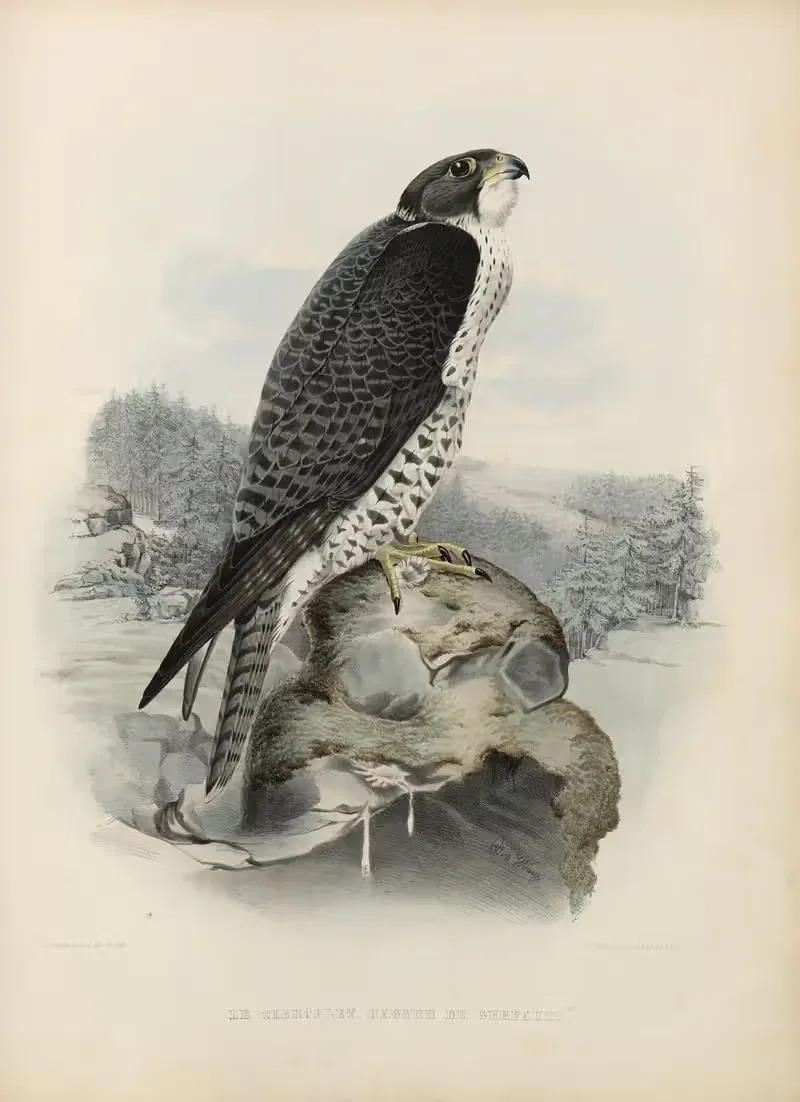 Le tiercelet hagard de gerfaut by Joseph Wolf, 1848-1853 — digital art print download