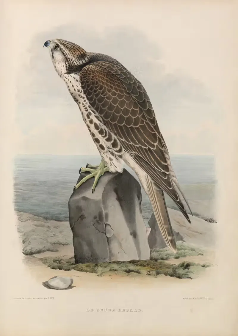 Le sacre hagard by Joseph Wolf, 1848-1853 — digital art print download