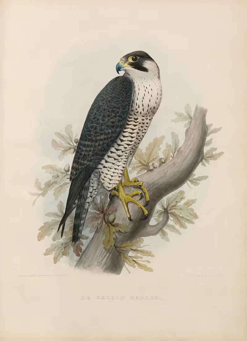 Le faucon hagard by Joseph Wolf, 1848-1853 — digital art print download