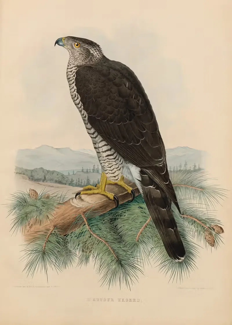L'autour hagard by Joseph Wolf, 1848-1853 — digital art print download