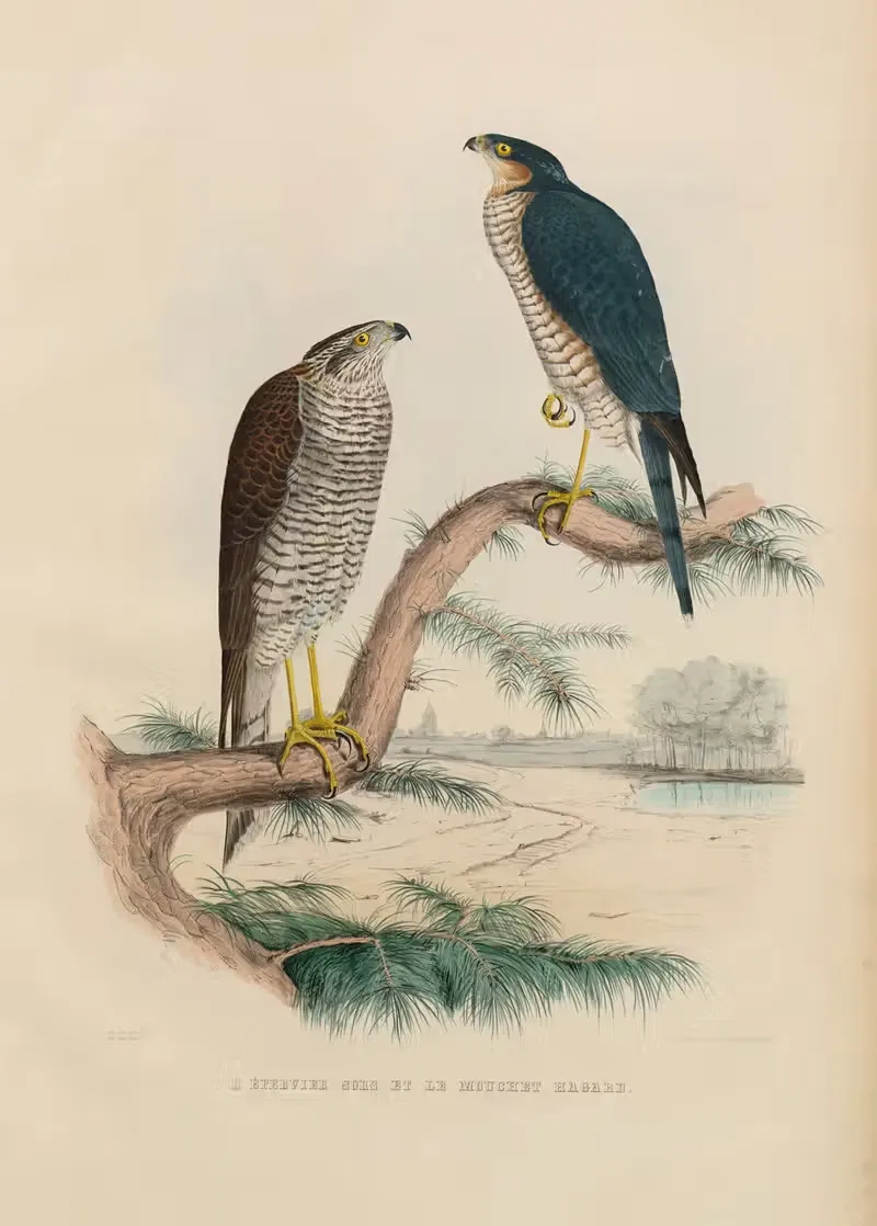 L'épervier sors et le mouchet hagard — Joseph Wolf
