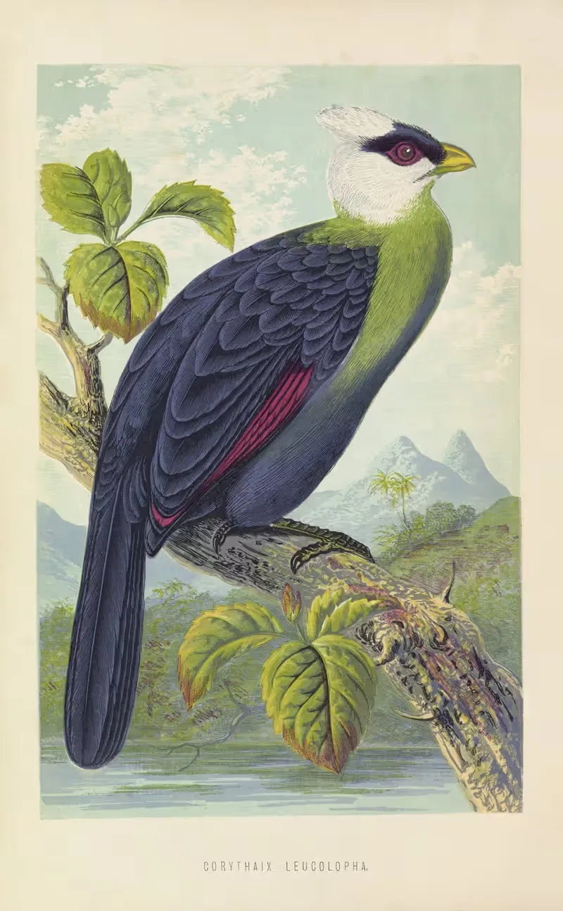 Corythaix Leucolopha by Thomas Waterman Wood, 1871 — digital art print download