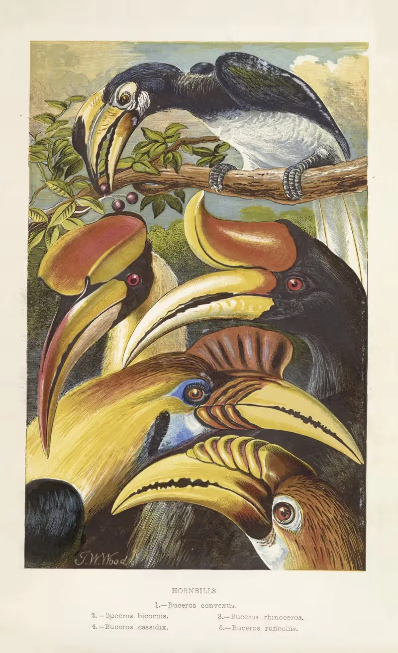 The Hornbills (Bucerotidae) by Томас Уотерман Вуд, 1871 — digital art print download