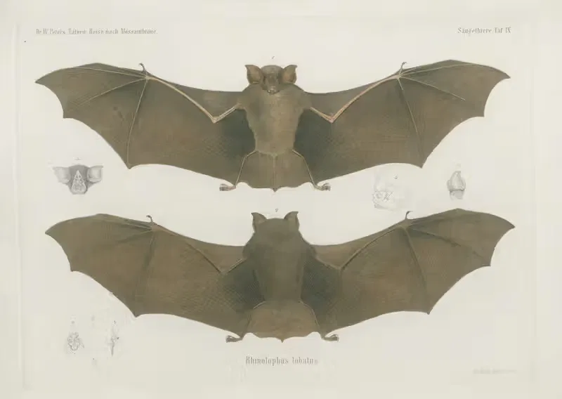 Rhinolophus lobatus by Wilhelm Karl Hartwich Peters, 1852 — digital art print download