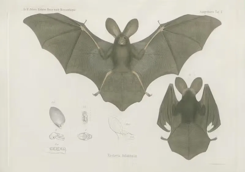 Nycteris fuliginosa by Wilhelm Karl Hartwich Peters, 1852 — digital art print download