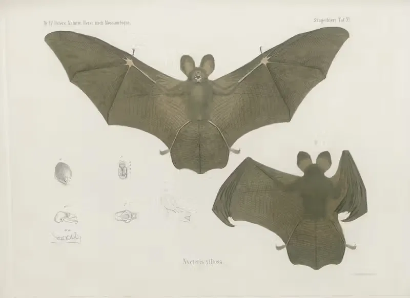 Nycteris villosa by Wilhelm Karl Hartwich Peters, 1852 — digital art print download