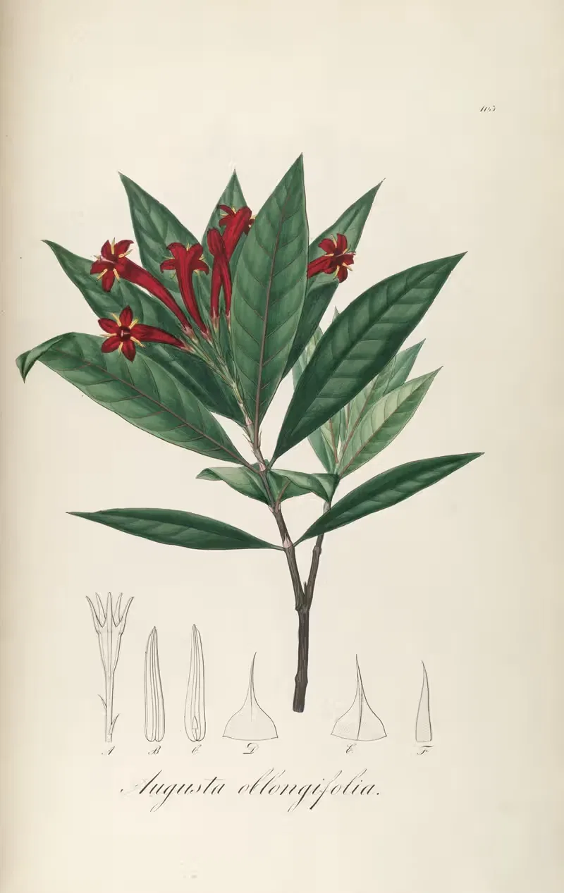 Augusta oblongifolia by Johann Baptist Emanuel Pohl, 1827 — digital art print download
