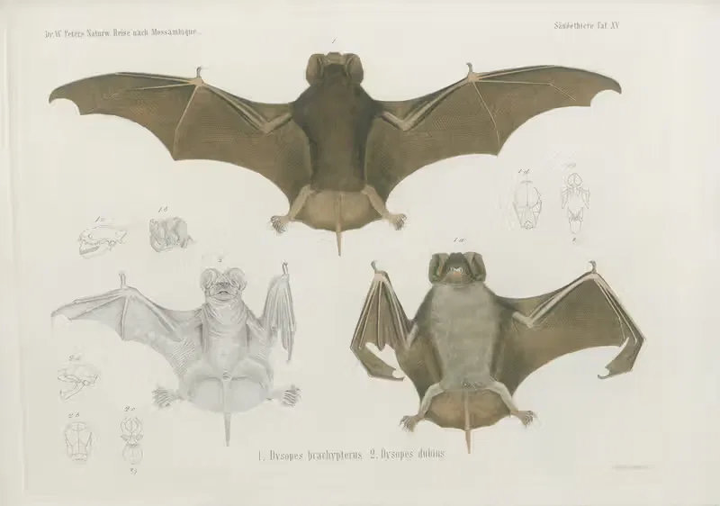 1, Dysopes brachypterus. 2, Dysopes dubius by Wilhelm Karl Hartwich Peters, 1852 — digital art print download