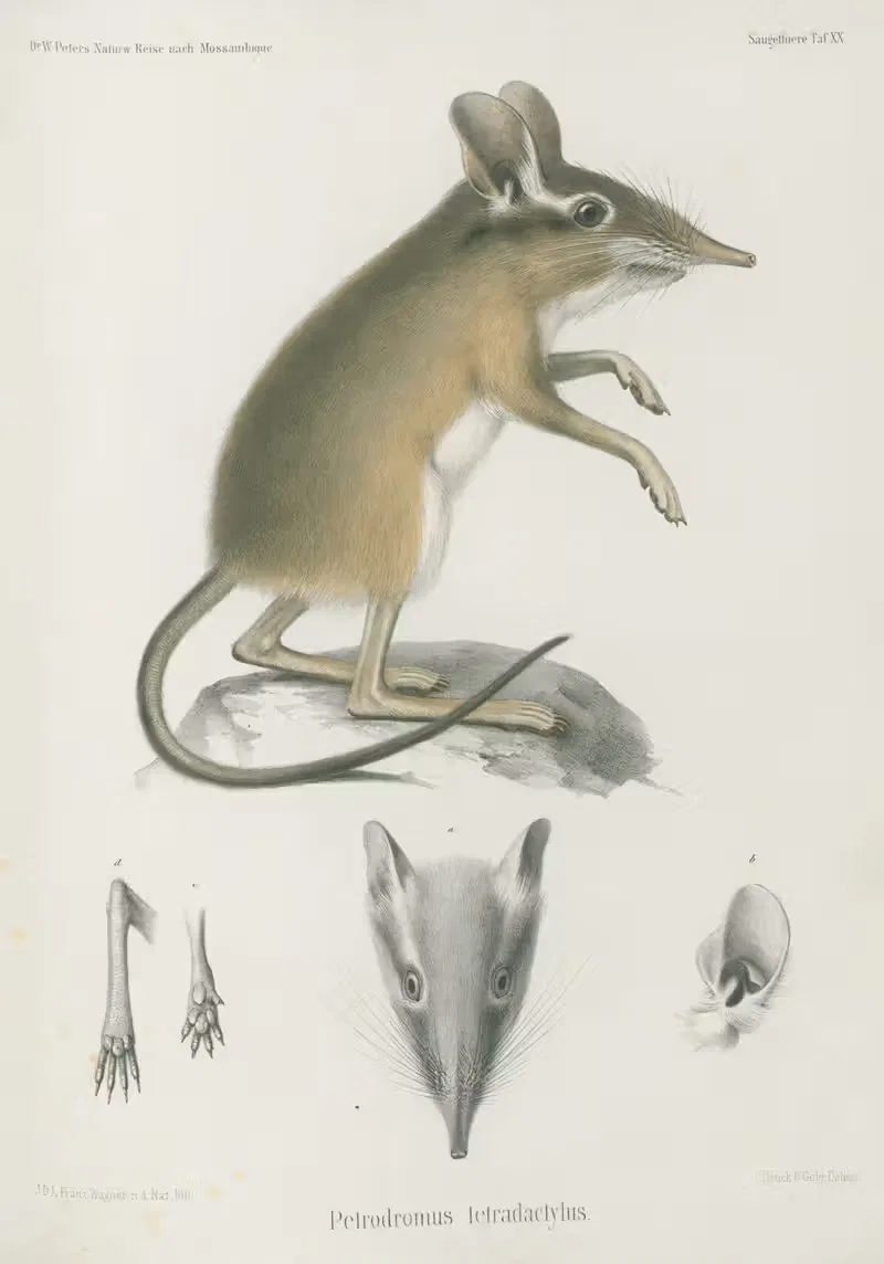 Petrodromus tetradactylus by Wilhelm Karl Hartwich Peters, 1852 — digital art print download
