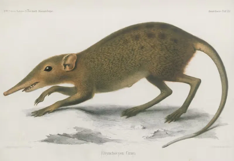 Rhynochocyon Cirnei by Wilhelm Karl Hartwich Peters, 1852 — digital art print download