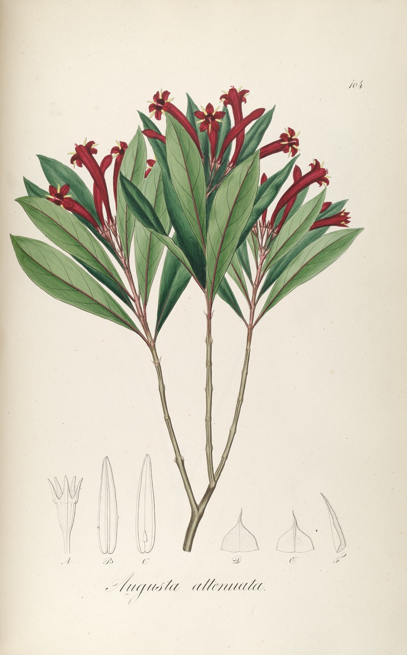 Augusta attenuata by Johann Baptist Emanuel Pohl, 1827 — digital art print download