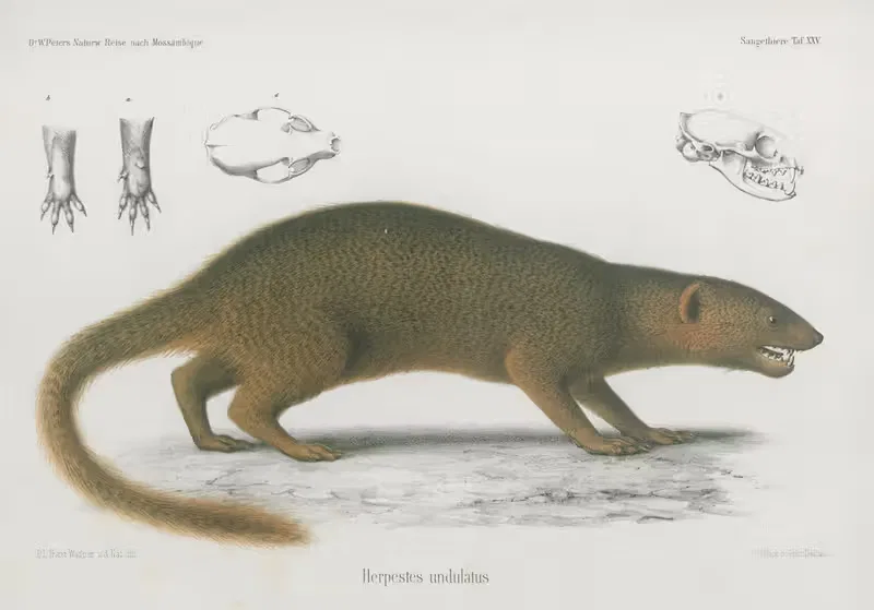 Herpestes undulatus by Wilhelm Karl Hartwich Peters, 1852 — digital art print download