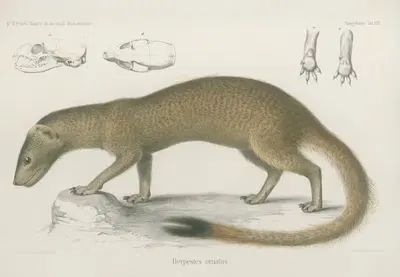 Herpestes ornatus by Wilhelm Karl Hartwich Peters, 1852 — digital art print download