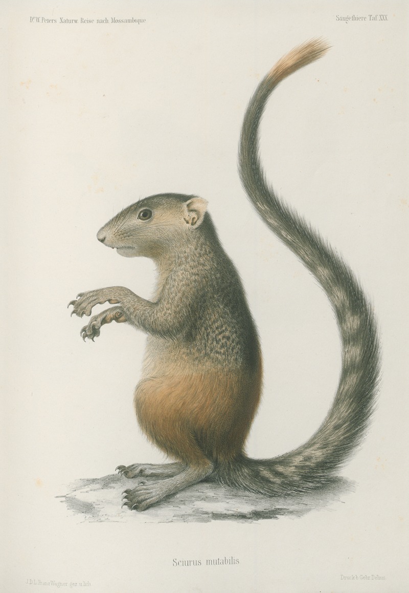 Sciurus mutabilis by Wilhelm Karl Hartwich Peters, 1852 — digital art print download