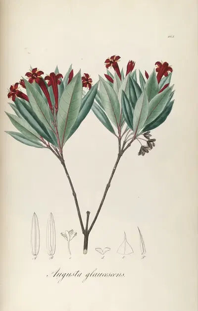 Augusta glaucescens by Johann Baptist Emanuel Pohl, 1827 — digital art print download
