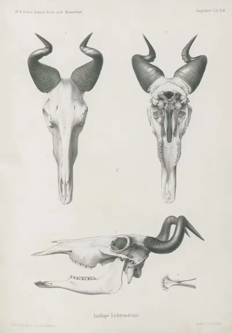 Antilope Lichtensteinii. by Wilhelm Karl Hartwich Peters, 1852 — digital art print download