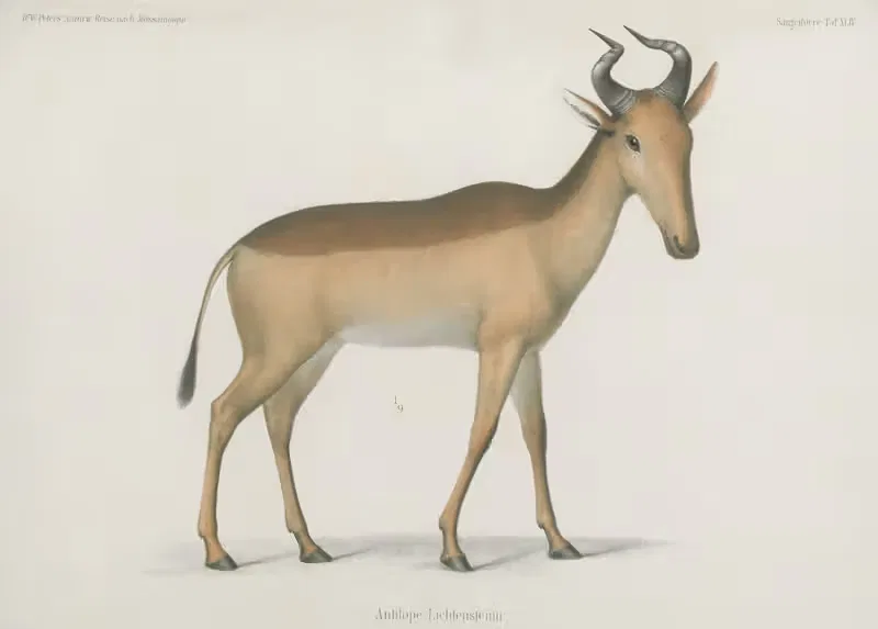 Antilope Lichtenseinii by Wilhelm Karl Hartwich Peters, 1852 — digital art print download
