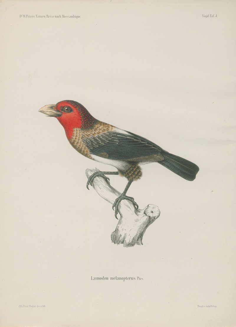 Laemodon melanopterus by Wilhelm Karl Hartwich Peters, 1852 — digital art print download