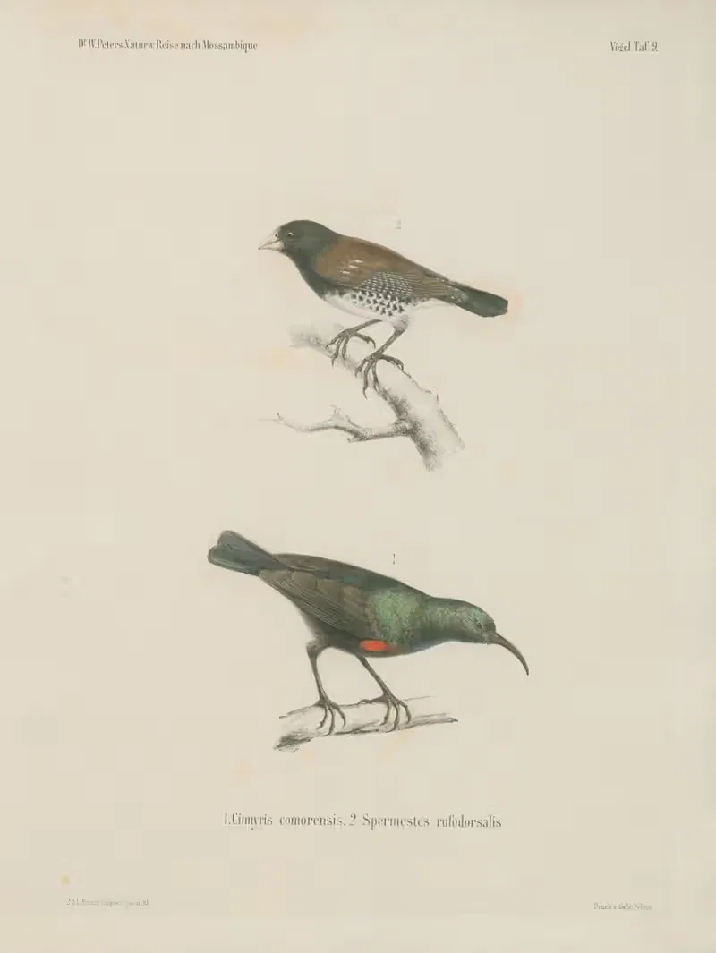 1. Cinnyris comorensis. 2. Spermestes rufodorsalis — Wilhelm Karl Hartwich Peters