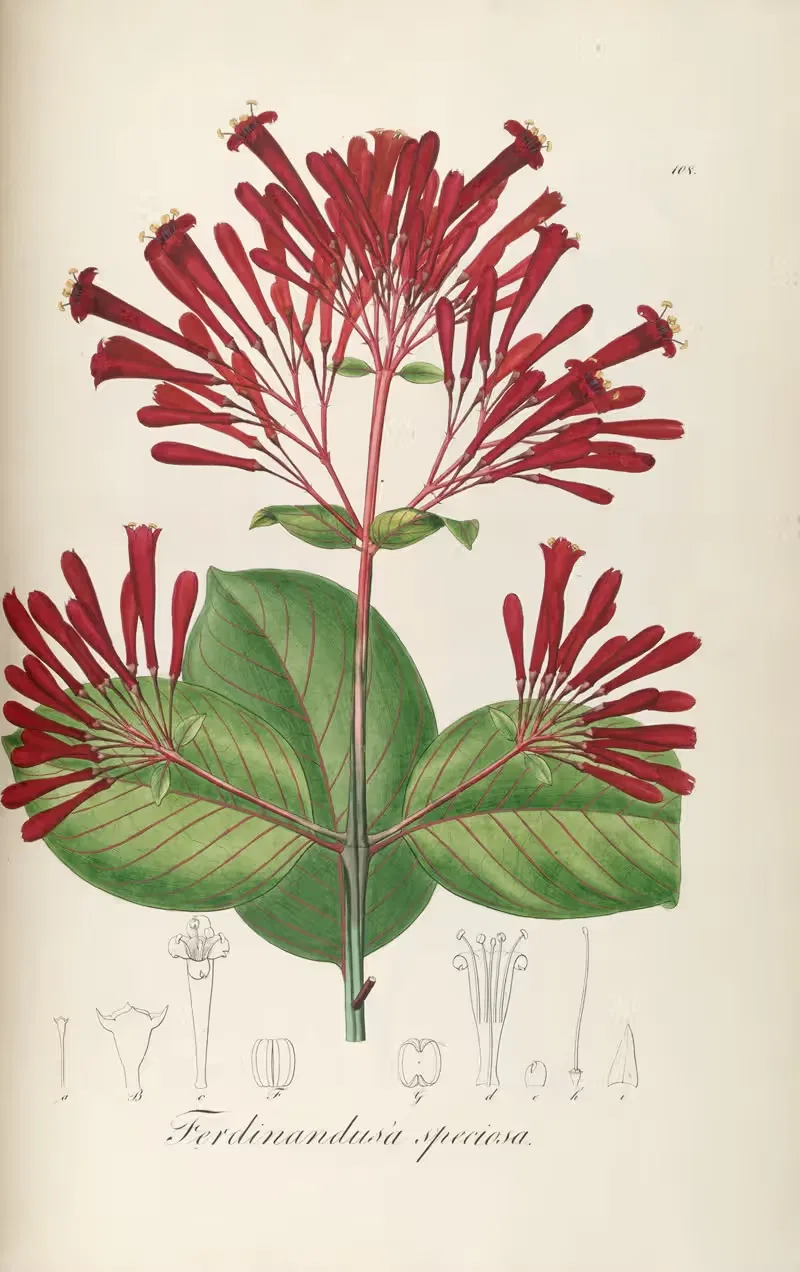 Ferdinandusa speciosa by Johann Baptist Emanuel Pohl, 1827 — digital art print download