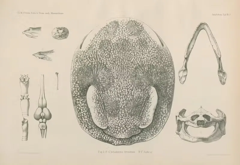 Fig. 1 - 8 Cycloderma frenatum 9. C. Aubryi. by Wilhelm Karl Hartwich Peters, 1852 — digital art print download