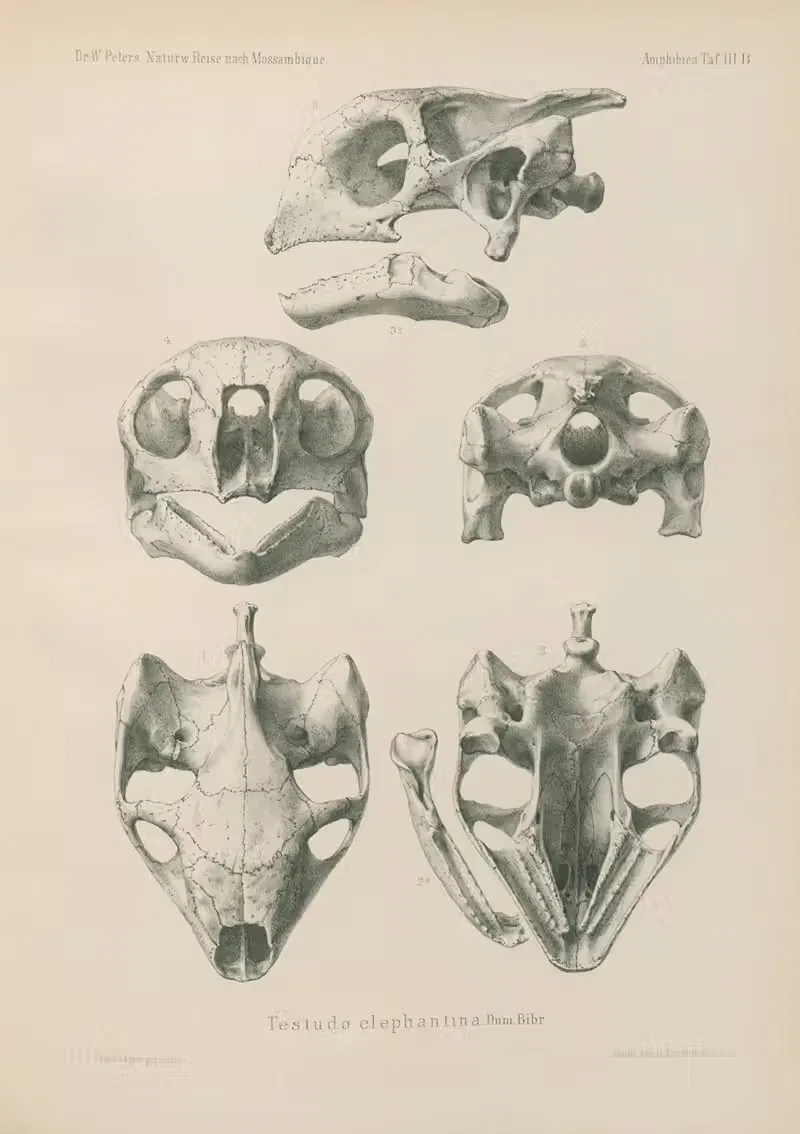 Testudo elephantina by Wilhelm Karl Hartwich Peters, 1852 — digital art print download