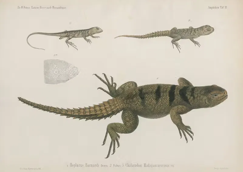 1. Hoplurus Barnardi 2. Pullus 3. Chalarodon Madagascariensis — Wilhelm Karl Hartwich Peters