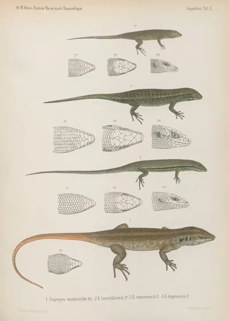 1. Euprepes margaritifer 2. E. lacertiformis P. 3. E. comorensis P. 4. E. depressus P. by Wilhelm Karl Hartwich Peters,…