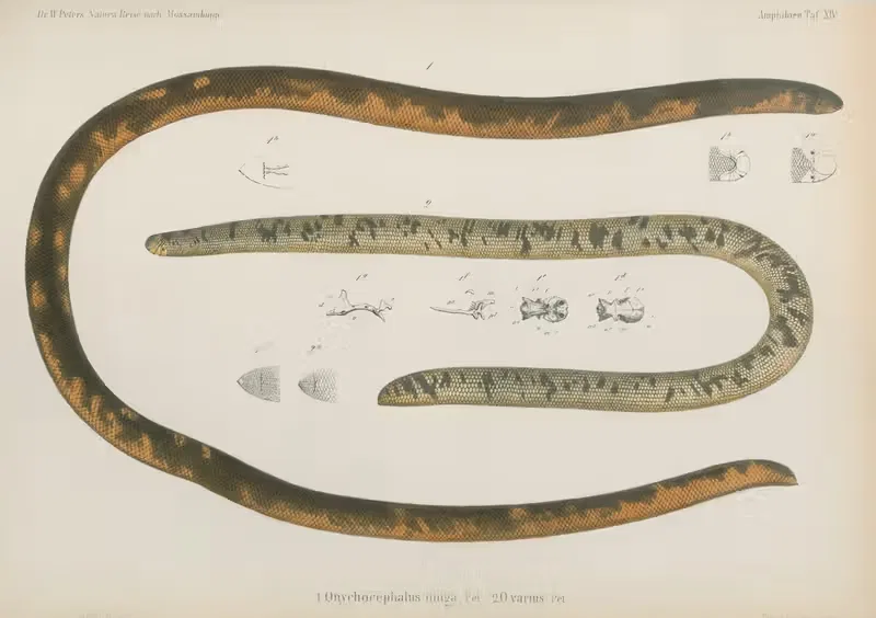 1. Onychocephalus dinga, 2. O. varius by Wilhelm Karl Hartwich Peters, 1852 — digital art print download