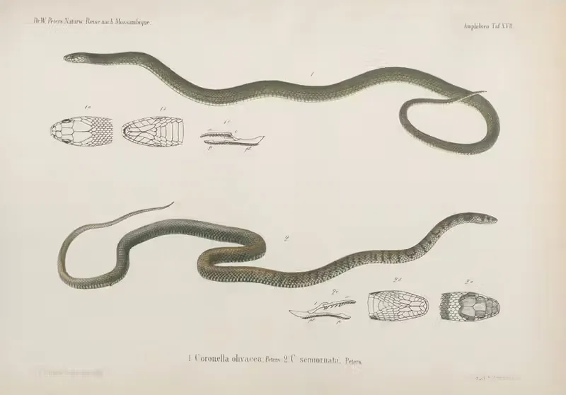 1. Coronella olivacea 2. C. semiornata — Wilhelm Karl Hartwich Peters