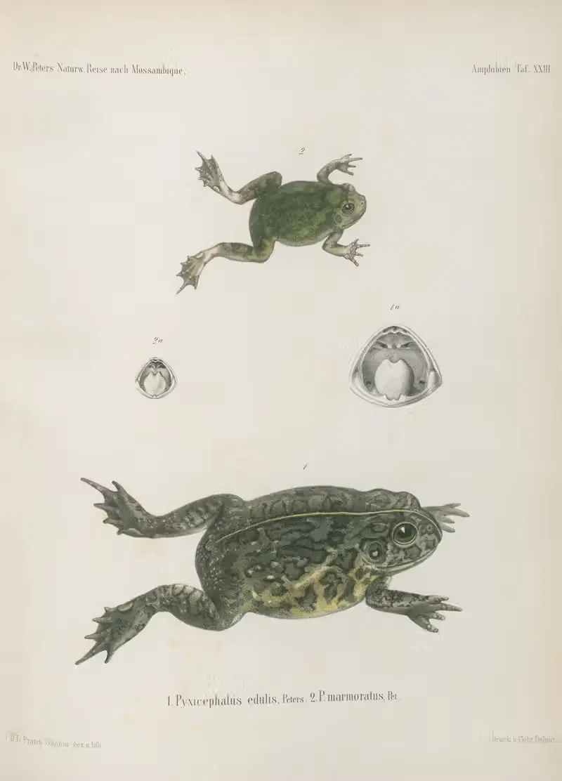 1. Pyxicephalus edulis 2. P. marmoratus by Wilhelm Karl Hartwich Peters, 1852 — digital art print download