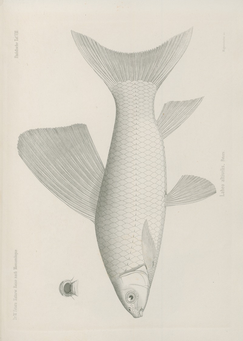 Labeo altivelis by Wilhelm Karl Hartwich Peters, 1852 — digital art print download