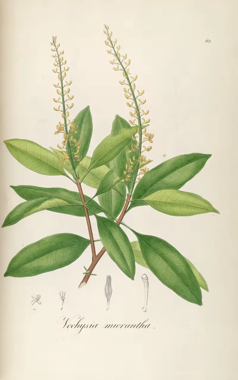 Vochysia micrantha by Johann Baptist Emanuel Pohl, 1827 — digital art print download