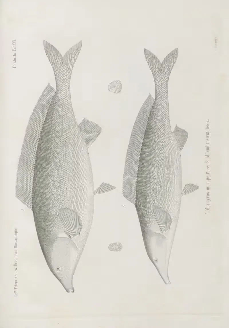 1. Mormyrus mucupe 2. M. longirostris by Wilhelm Karl Hartwich Peters, 1852 — digital art print download