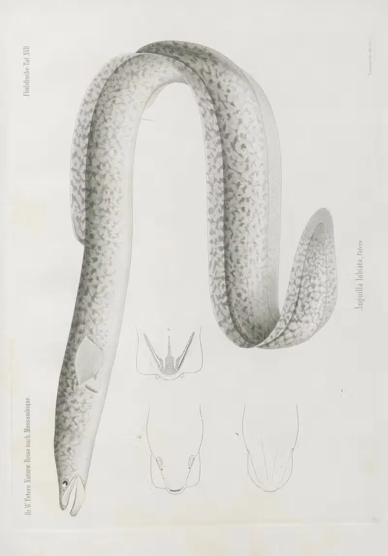 Anguilla labiata by Wilhelm Karl Hartwich Peters, 1852 — digital art print download